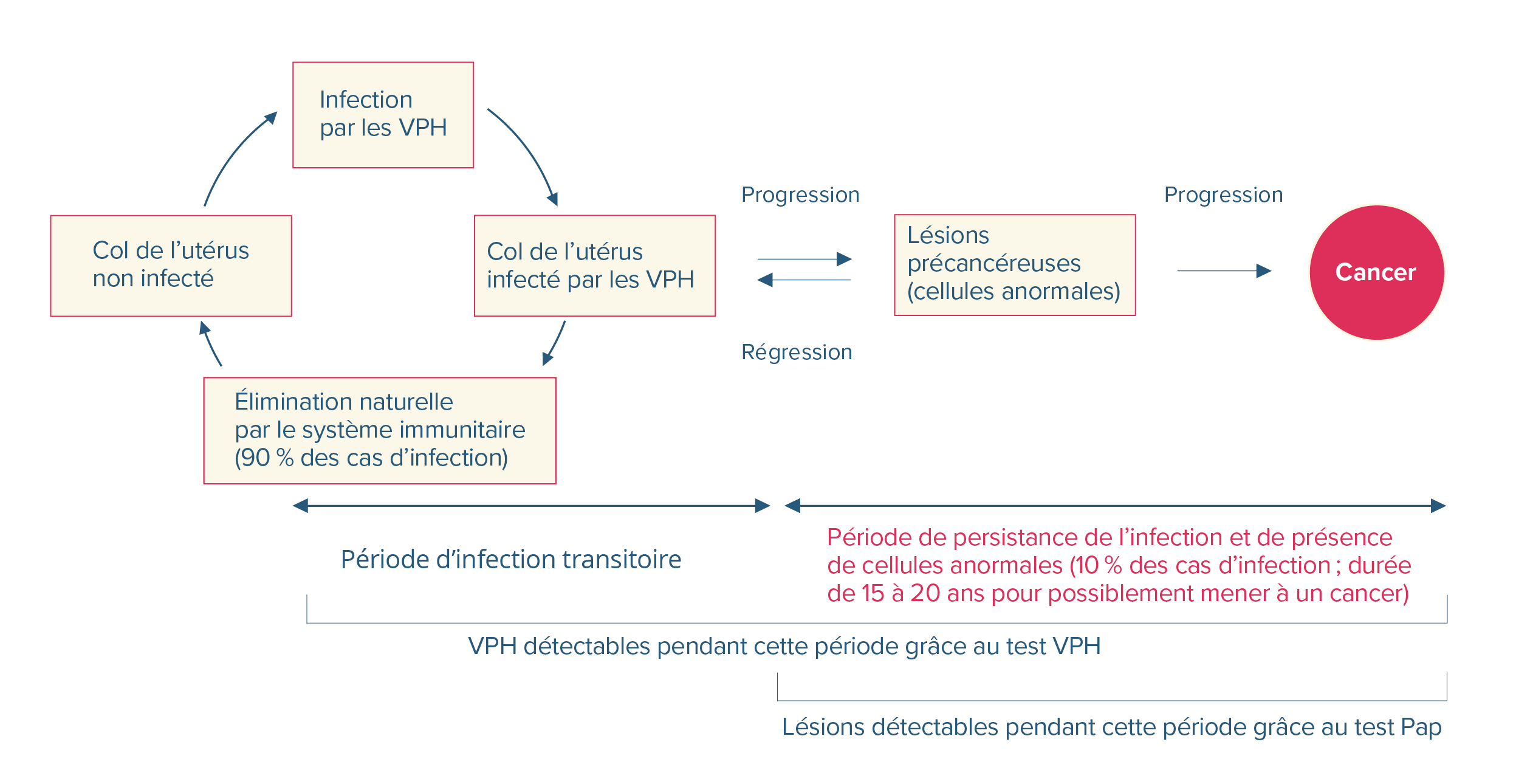 Schéma de l'histoire naturelle de l’infection au par les VPH