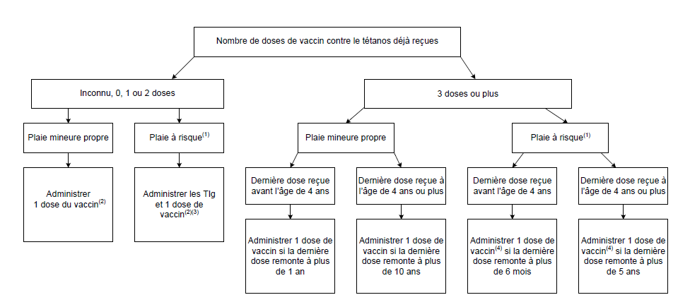 Algorithme d'aide à la décision pour la prophylaxie antitétanique (vaccin et immunoglobulines) dans le traitement des plaies chez les personnes âgées de 4 ans et plus.