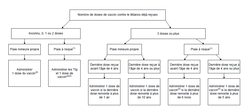 L'image présente un algorithme d'aide à la décision pour la prophylaxie antitétanique (vaccin et immunoglobulines) dans le traitement des plaies chez les personnes âgées de 4 ans et plus.