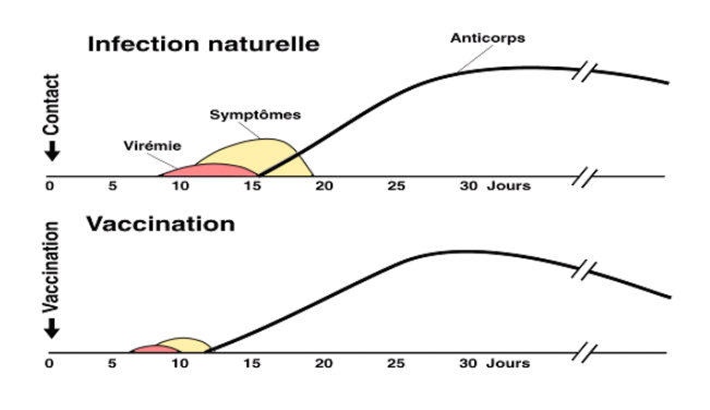 L'image présente 2 graphiques pour comparer le moment de l'apparition, la durée et l'intensité de la virémie, des symptômes et des anticorps contre le virus de la rougeole à la suite de l'infection naturelle et à la suite de la vaccination.