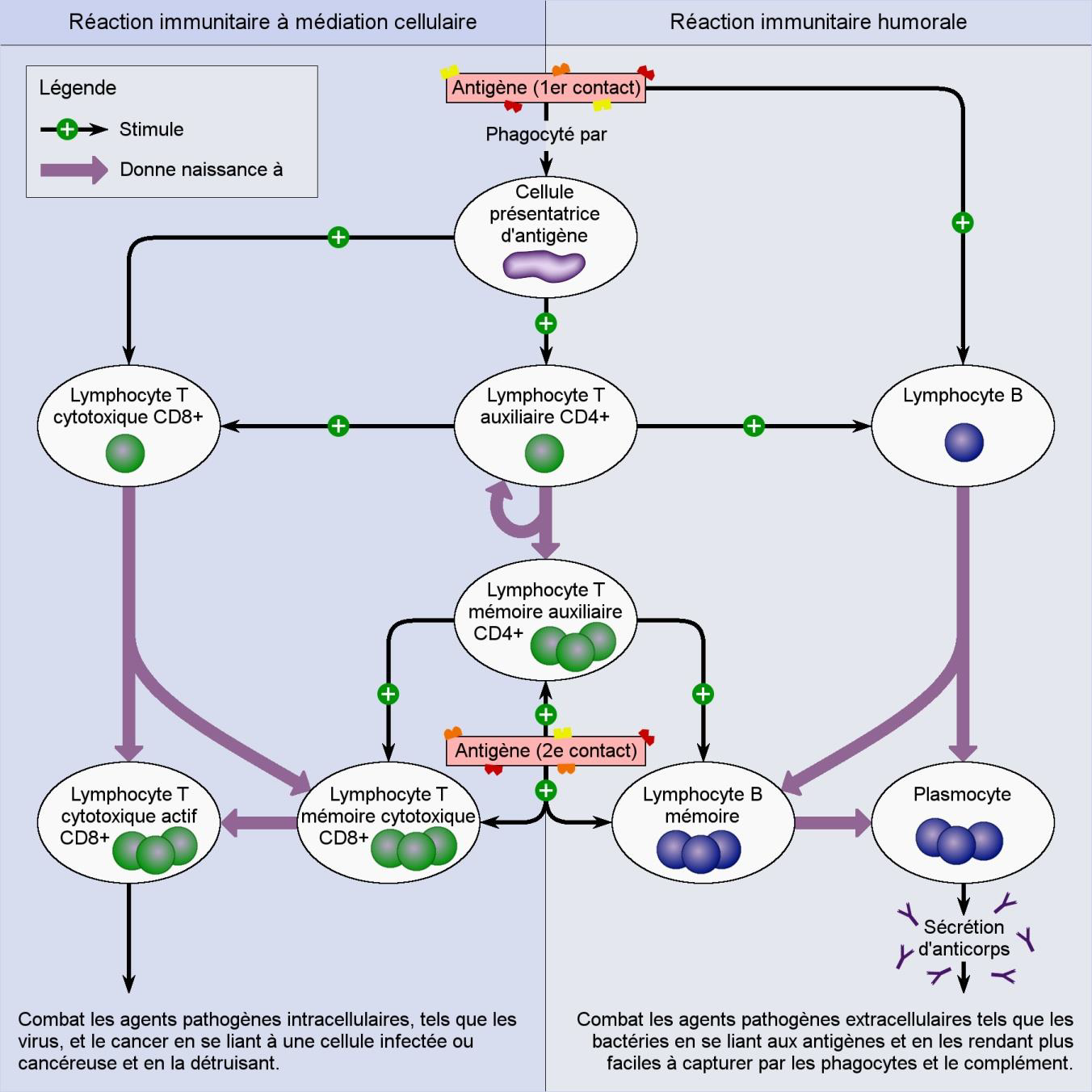 Le schéma montre les différentes cellules induites par la réaction immunitaire humorale et par celle à médiation cellulaire à la suite d'un premier ou d'un second contact avec un antigène spécifique