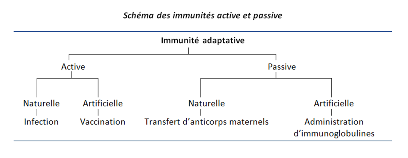Schéma des immunités active et passive