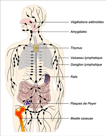 Le schéma montre les différents organes du système immunitaire (ex. : thymus, rate, ganglions lymphatiques) et leur localisation dans le corps humain