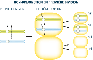 Non-disjonction en première division