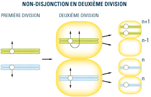 Non-disjonction en deuxième division